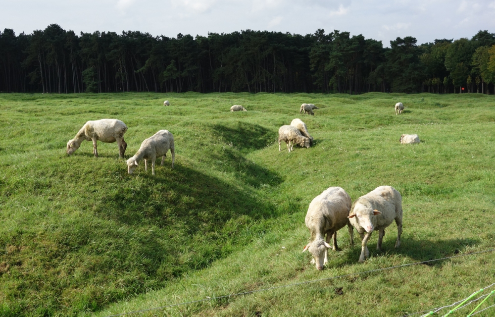 Vimy: Trench line with sheep to mow the lawn